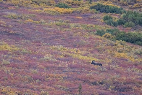 Moose (Alces alces), Denali National Park, Alaska, USA