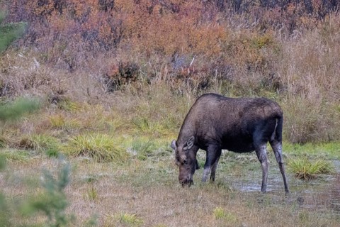 Moose (Alces alces), Denali National Park, Alaska, USA