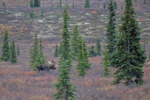 Moose (Alces alces), Denali National Park, Alaska, USA