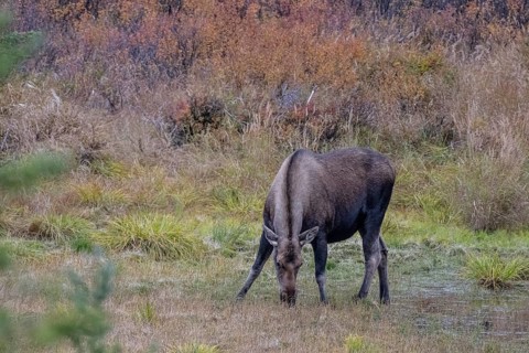 Moose (Alces alces), Denali National Park, Alaska, USA