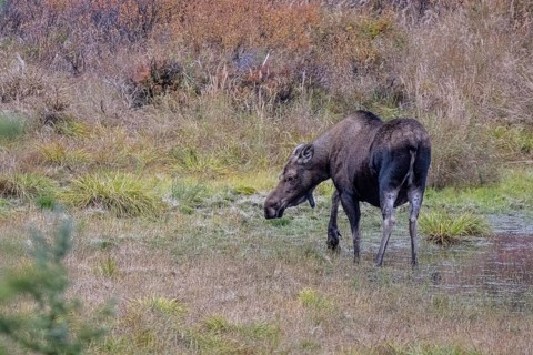 Moose (Alces alces), Denali National Park, Alaska, USA