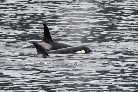 Orcas (Orcinus orca), Kenai Fjords National Park, Alaska, USA