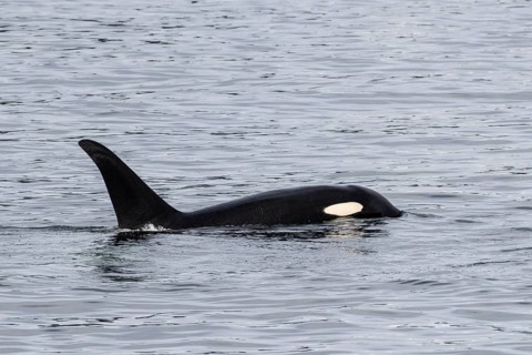 Orca (Orcinus orca), Kenai Fjords National Park, Alaska, USA