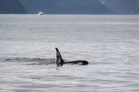 Orca (Orcinus orca), Kenai Fjords National Park, Alaska, USA