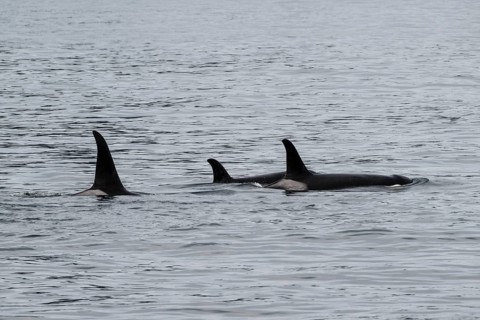 Orcas (Orcinus orca), Kenai Fjords National Park, Alaska, USA