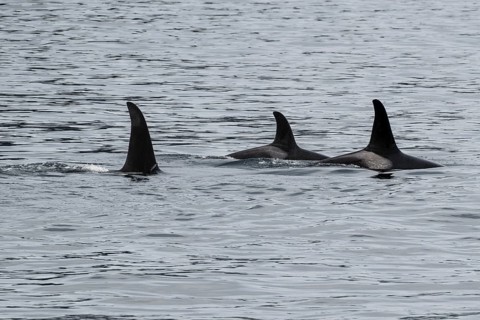 Orcas (Orcinus orca), Kenai Fjords National Park, Alaska, USA