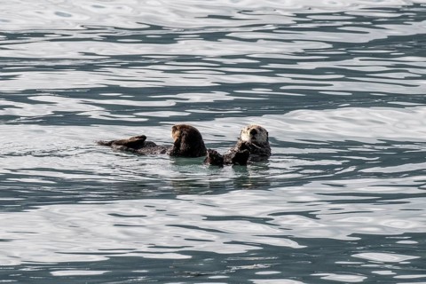 Sea otter (Enhydra lutris), Kenai National Park, Alaska, USA
