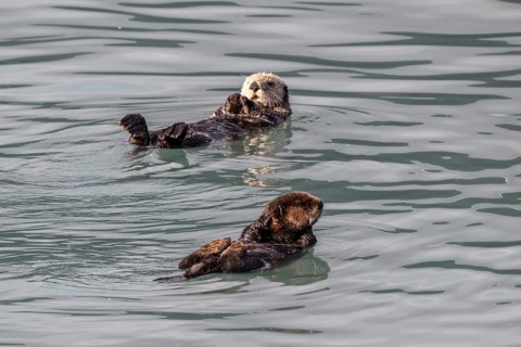 Sea otter (Enhydra lutris), Kenai National Park, Alaska, USA