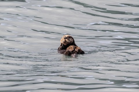 Sea otter (Enhydra lutris), Kenai National Park, Alaska, USA