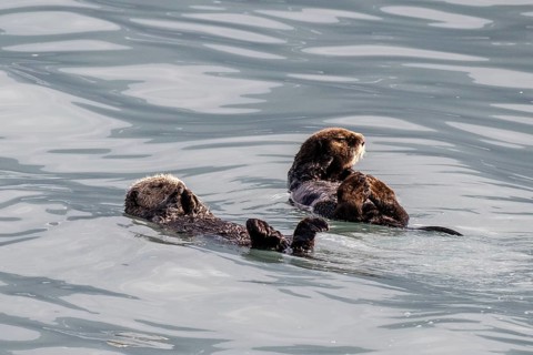 Sea otter (Enhydra lutris), Kenai National Park, Alaska, USA