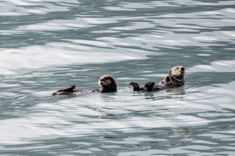 Sea otter (Enhydra lutris), Kenai National Park, Alaska, USA