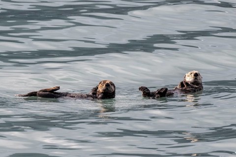 Sea otter (Enhydra lutris), Kenai National Park, Alaska, USA