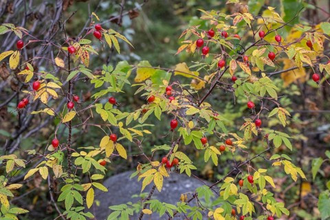 Needle rose (Rosa acicularis), rose hips, autumn leaves, Alaska, USA