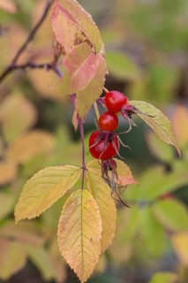 Needle rose (Rosa acicularis), rose hips, autumn leaves, Alaska, USA