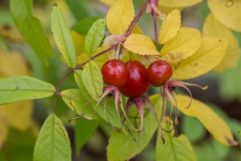 Needle rose (Rosa acicularis), rose hips, autumn leaves, Alaska, USA