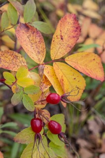 Needle rose (Rosa acicularis), rose hips, autumn leaves, Alaska, USA