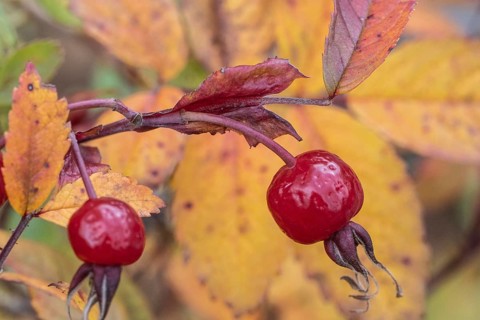 Needle rose (Rosa acicularis), rose hips, autumn leaves, Alaska, USA