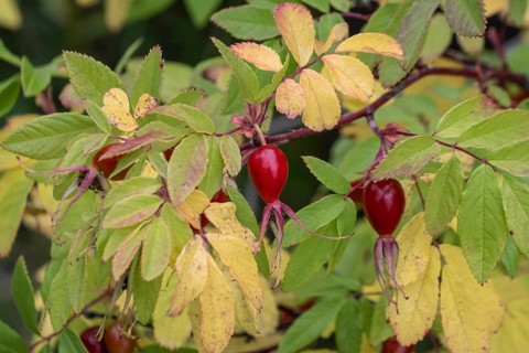 Needle rose (Rosa acicularis), rose hips, autumn leaves, Alaska, USA
