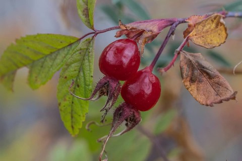 Needle rose (Rosa acicularis), rose hips, autumn leaves, Alaska, USA
