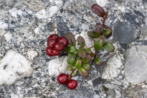 Lingonberry (Vaccinium vitis-idaea), fruit, Alaska, USA