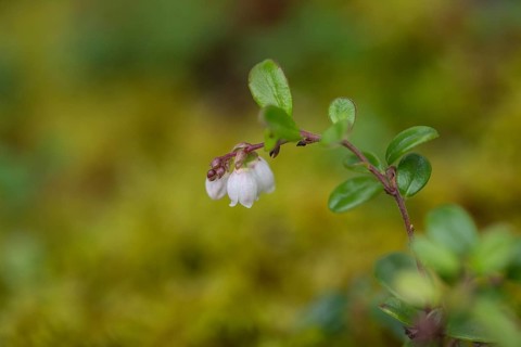 Lingonberry (Vaccinium vitis-idaea), flower, Alaska, USA