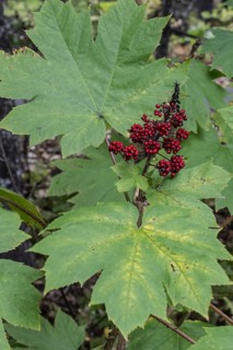 Devil's Club, hedgehog orchid (Oplopanax horridus), Alaska, USA