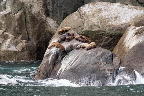 Steller sea lions (Eumetopias jubatus), Glacier Bay, Alaska, USA