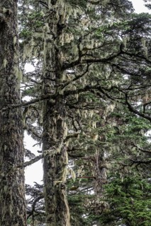 Sitka spruce (Picea sitchensis) covered with lichens and mosses, Juneau, Alaska, USA