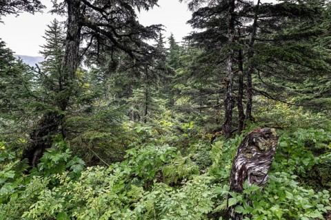 Sitka spruce (Picea sitchensis) covered with lichens and mosses, Juneau, Alaska, USA