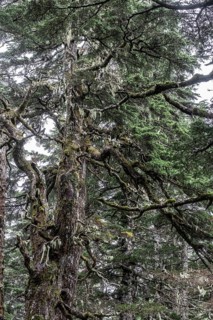 Sitka spruce (Picea sitchensis) covered with lichens and mosses, Juneau, Alaska, USA