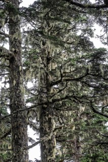 Sitka spruce (Picea sitchensis) covered with lichens and mosses, Juneau, Alaska, USA