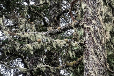 Sitka spruce (Picea sitchensis) covered with lichens and mosses, Juneau, Alaska, USA