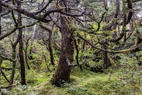 Sitka spruce (Picea sitchensis) covered with lichens and mosses, Juneau, Alaska, USA