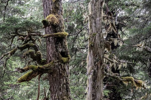 Sitka spruce (Picea sitchensis) covered with lichens and mosses, Juneau, Alaska, USA