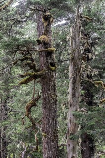 Sitka spruce (Picea sitchensis) covered with lichens and mosses, Juneau, Alaska, USA