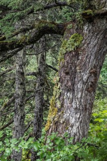 Sitka spruce (Picea sitchensis) covered with lichens and mosses, Juneau, Alaska, USA