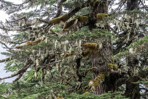 Sitka spruce (Picea sitchensis) covered with lichens and mosses, Juneau, Alaska, USA