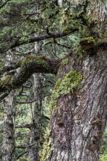 Sitka spruce (Picea sitchensis) covered with lichens and mosses, Juneau, Alaska, USA