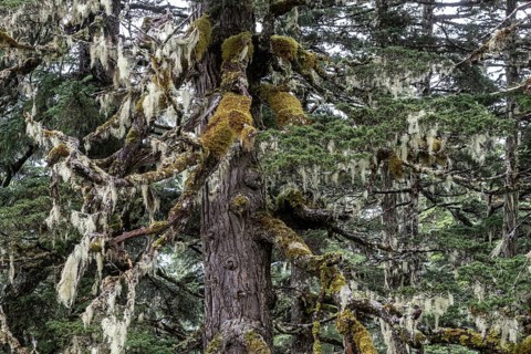 Sitka spruce (Picea sitchensis) covered with lichens and mosses, Juneau, Alaska, USA