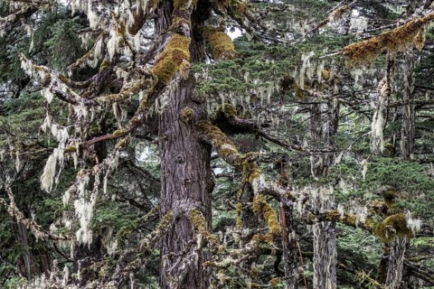 Sitka spruce (Picea sitchensis) covered with lichens and mosses, Juneau, Alaska, USA