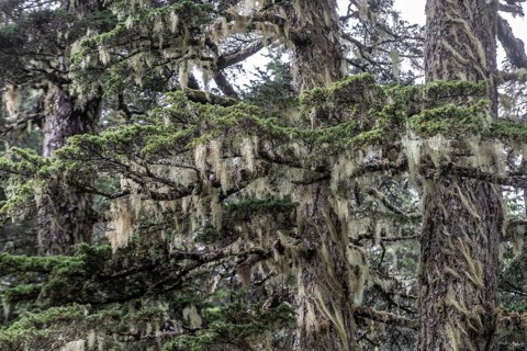 Sitka spruce (Picea sitchensis) covered with lichens and mosses, Juneau, Alaska, USA