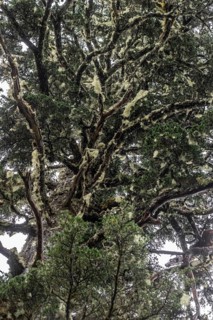 Sitka spruce (Picea sitchensis) covered with lichens and mosses, Juneau, Alaska, USA