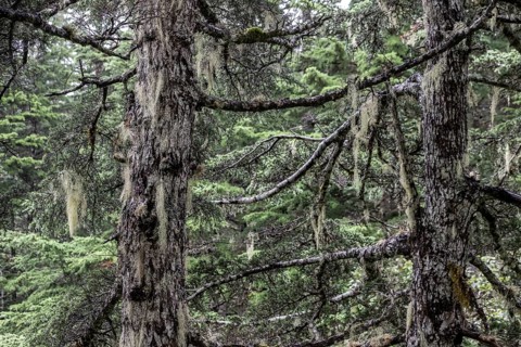 Sitka spruce (Picea sitchensis) covered with lichens and mosses, Juneau, Alaska, USA