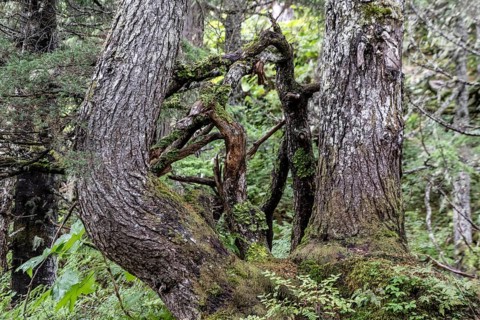 Sitka spruce (Picea sitchensis) covered with lichens and mosses, Juneau, Alaska, USA