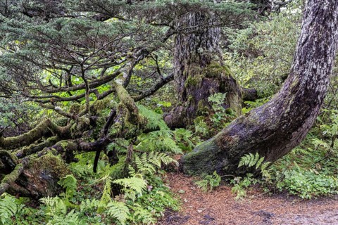 Sitka spruce (Picea sitchensis) covered with lichens and mosses, Juneau, Alaska, USA