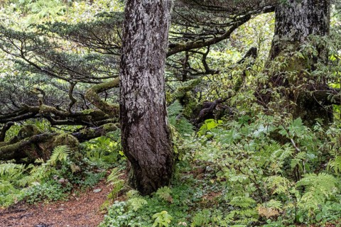 Sitka spruce (Picea sitchensis) covered with lichens and mosses, Juneau, Alaska, USA