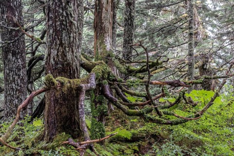 Sitka spruce (Picea sitchensis) covered with lichens and mosses, Juneau, Alaska, USA