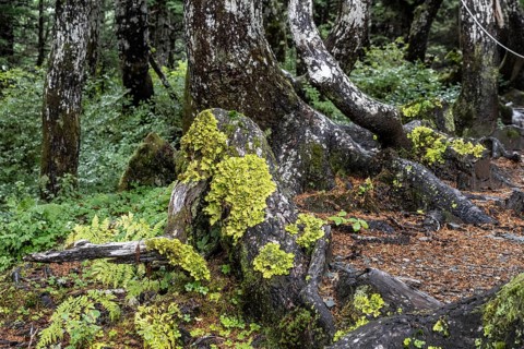 Sitka spruce (Picea sitchensis) covered with lichens and mosses, Juneau, Alaska, USA