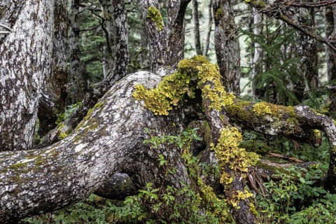 Sitka spruce (Picea sitchensis) covered with lichens and mosses, Juneau, Alaska, USA