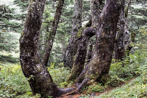 Sitka spruce (Picea sitchensis) covered with lichens and mosses, Juneau, Alaska, USA